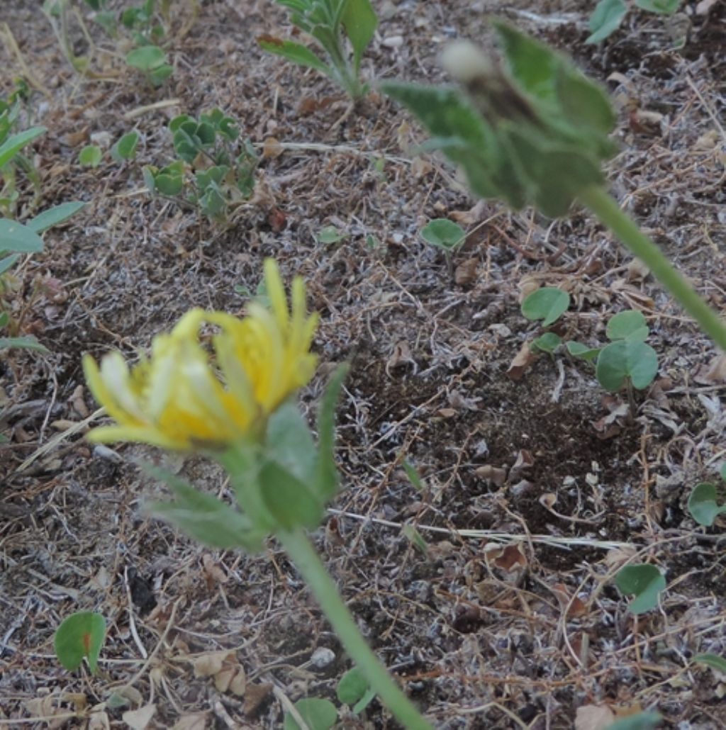 nel mio giardino - Helminthotheca echioides